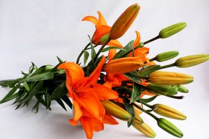 Flores de mayoreo